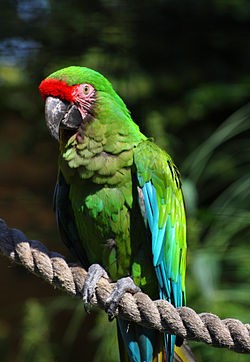 Guacamayo_verde